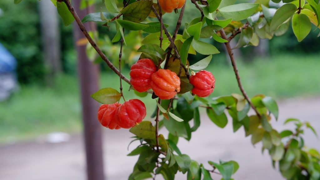 Fruto laranja da planta Eugenia uniflora conhecido como pitanga, cereja do Suriname, cereja brasileira, cereja caiena, cerisier carré, monkimonki kersie ou nangapirí.