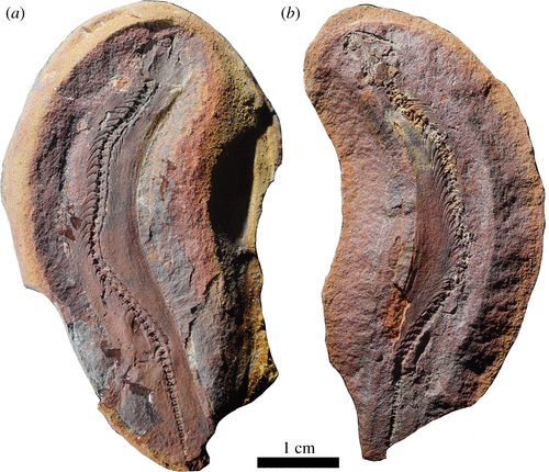 Fóssil de microdinossauro joermungandr bolti