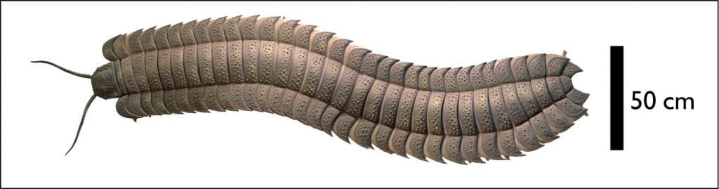 Arthropleura