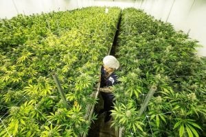 Nos EUA, indústria da cannabis gera mais de 400 mil empregos