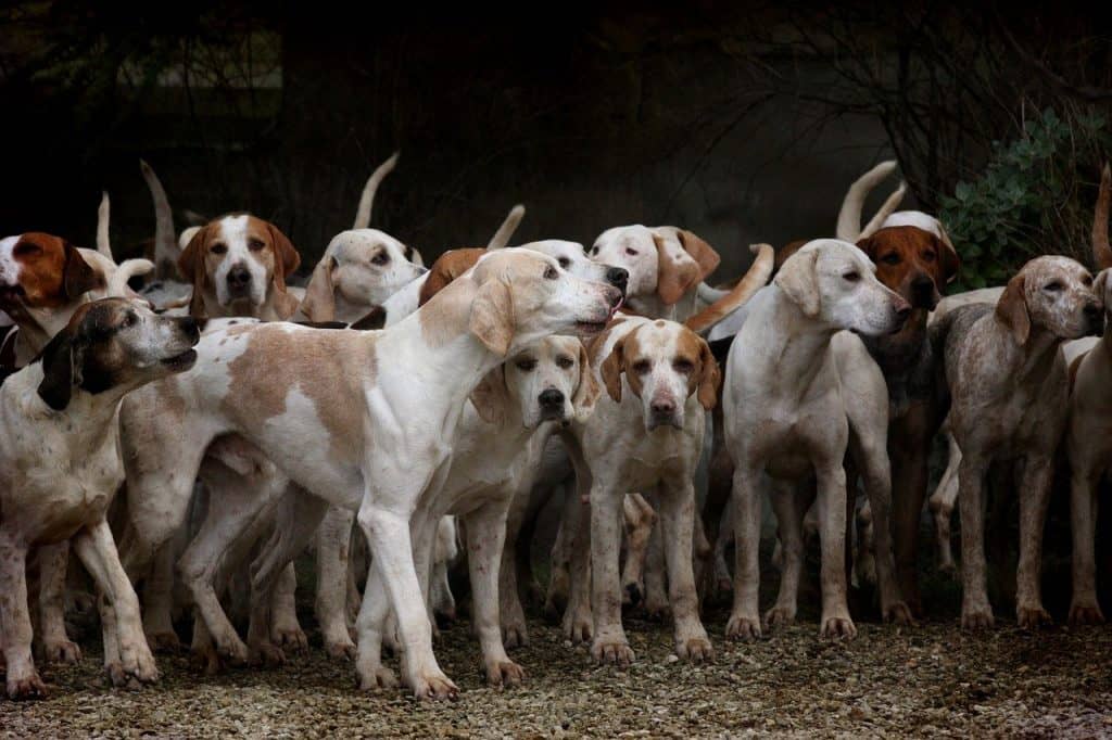 Encontrado novo tipo de coronavírus que pode passar de cachorros para humanos