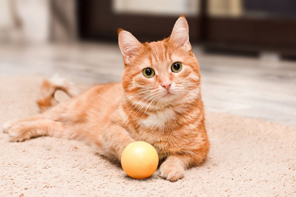 gato laranja