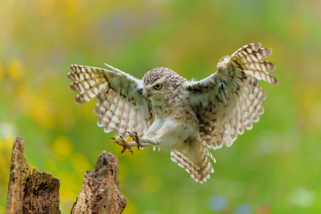 Coruja-buraqueira (Athene cunicularia) voando em um campo 