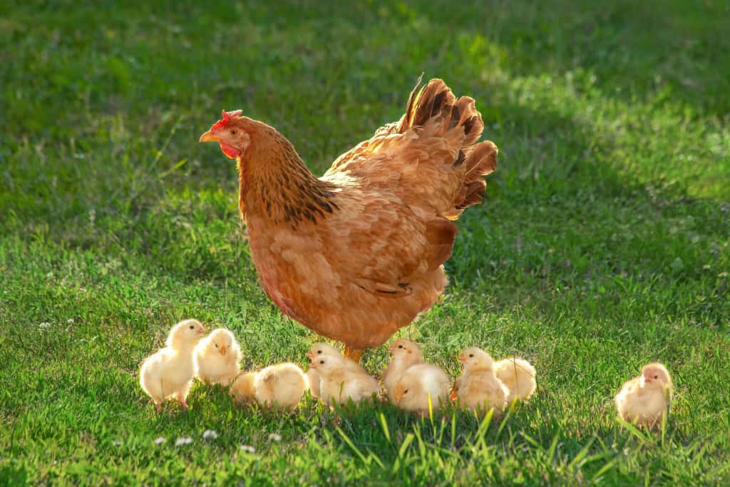 Imagem de uma galinha caipira com pintinhos em um quintal rural. A espécie Gallus gallus domesticus é um dos mais eficientes inimigos como predadores de escorpiões na natureza.
