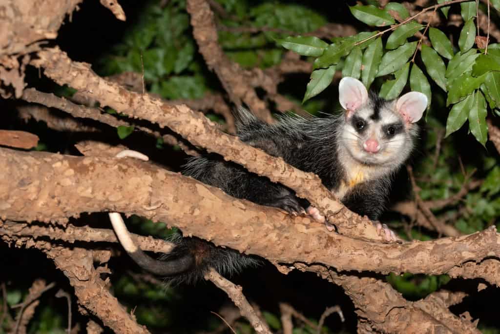 Foto de um Gambá-de-orelha-branca Opossum (Didelphis albiventris) em uma árvore