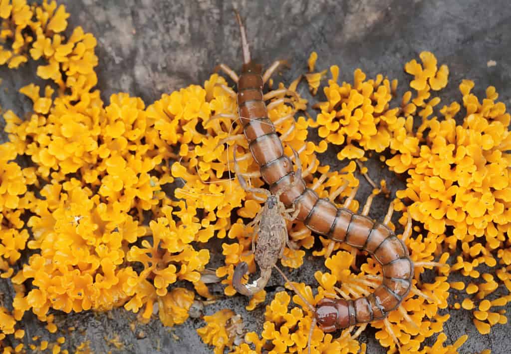 Imagem mostra luta entre lacraia e escorpião