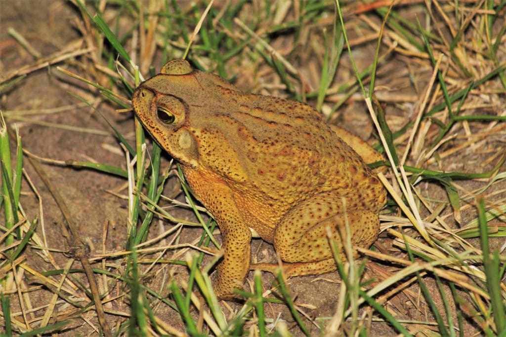 Imagem mostra um sapo-cururu, espécie é um dos predadores inimigos dos escorpiões na natureza