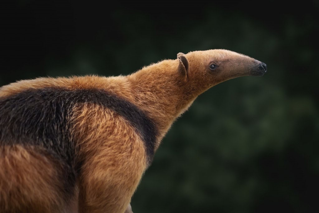 Imagem mostra um Tamanduá-do-sul (Tamandua tetradactyla) ou Tamanduá-de-colar, um dos predadores inimigos de escorpiões na natureza