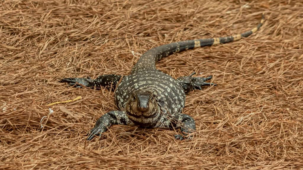 Imagem mostra um lagarto Teiú (Salvator merianae)