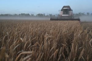 Chuvas Elevam Produtividade do Trigo Argentino a Níveis Próximos de Recorde