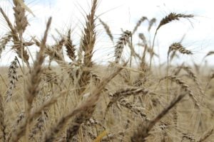 Trigo no RS Apresenta Elevado Potencial Produtivo Apesar da Redução de Área