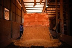Milho: China Reduz Projeção de Importação na safra 2025/26 em 1 Milhão de Toneladas