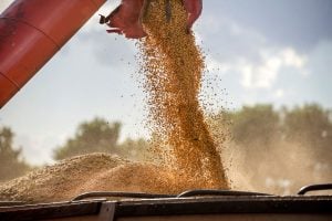 Soja a Caminho de Novo Recorde Histórico: Consultoria Prevê 178,6 Milhões de toneladas