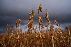 Rabobank Eleva Previsão da Soja Brasileira para 177 Milhões de Toneladas