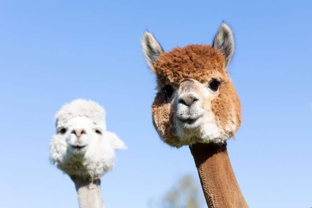 Alpaca de orelhas curtas e focinho delicado, com a pelagem macia típica da espécie
