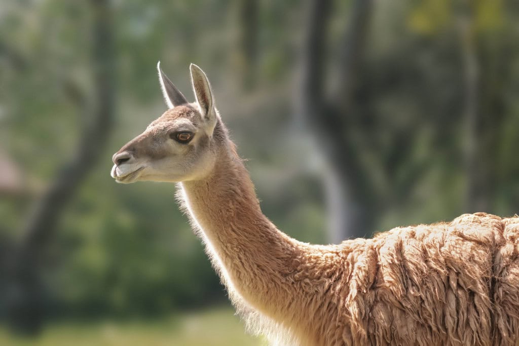 guanaco